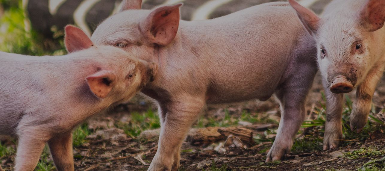 Slider-1-desktop-version